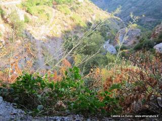 stoleone-31-08-2015 09-09-31